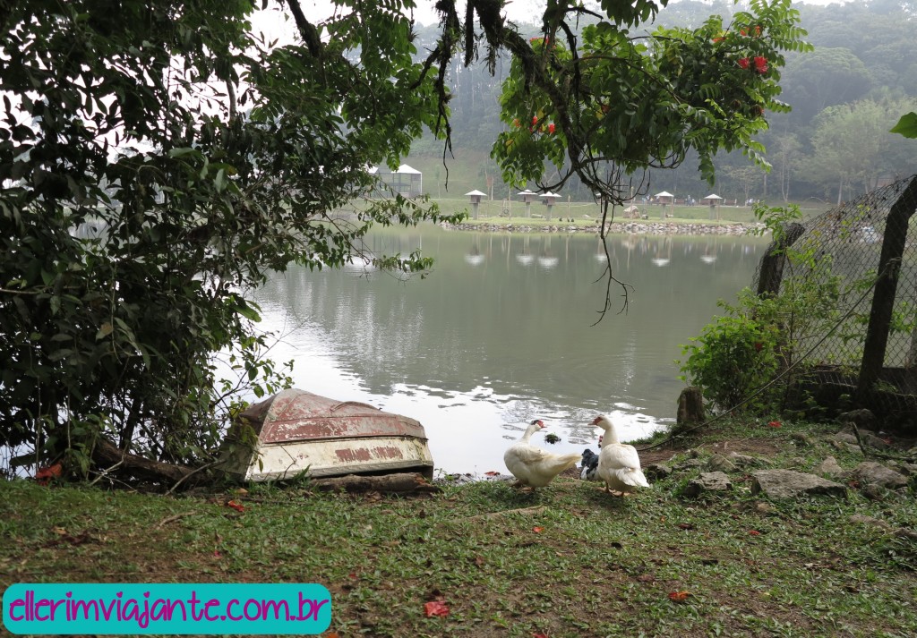 Parque Zoobotânico de Joinville - patos e gansos andam soltos pelo parque.