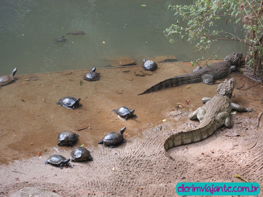 Parque Zoobotânico de Joinville - tartarugas de ouvido vermelho e jacarés-de-papo-amarelo.